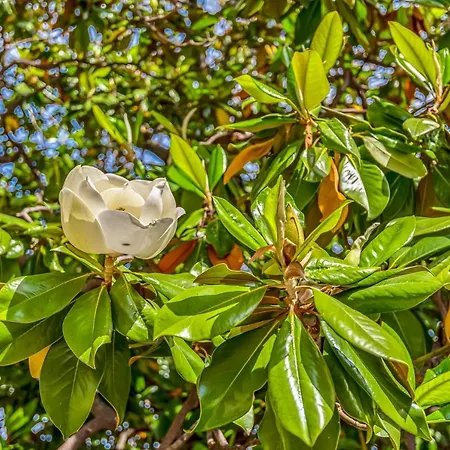 Magnolia, Terre Marine Lerici