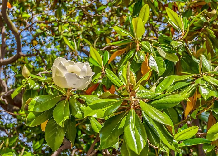 Magnolia, Terre Marine Lerici